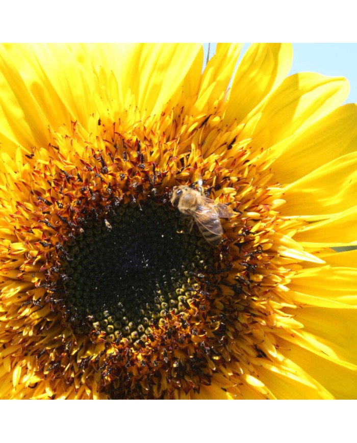 Tournesol engrais verts - Engrais granulés - MB Wood
