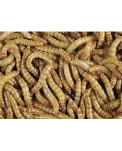 Vers de farine 125CC - MB Wood