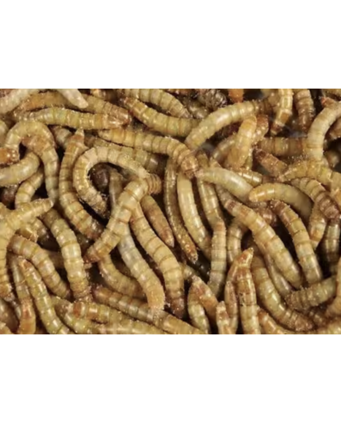 Vers de farine 125CC - MB Wood