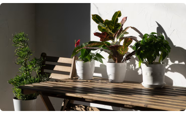 Comment entretenir vos plantes d'extérieur en pot ?