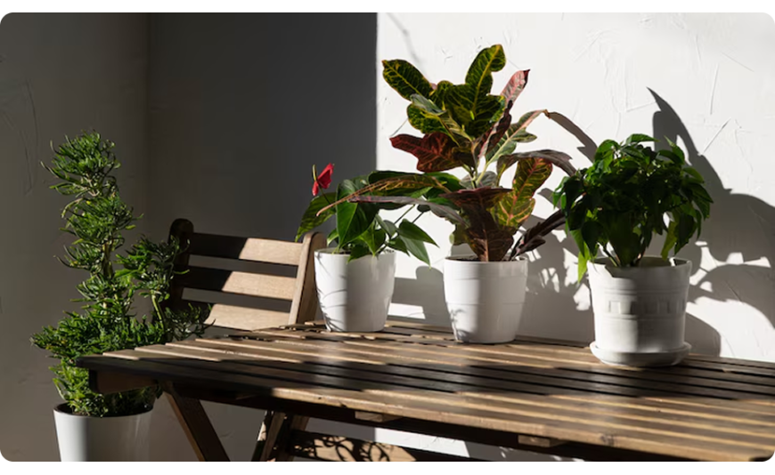 Comment entretenir vos plantes d'extérieur en pot ?